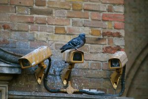 Bird sitting and pooping on security cameras