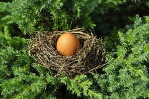 egg in nest, on branches