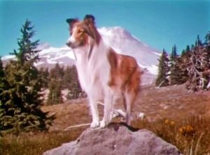 Lassie TV series intro screenshot - Lassie standing on a rock.