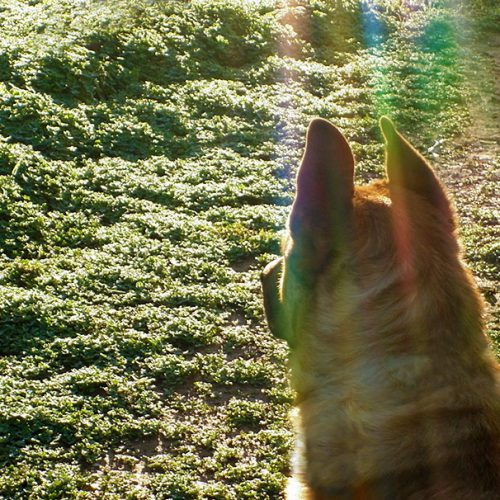 Dog (Axel) looking into the distance.