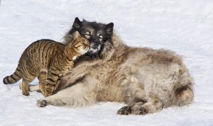 Dog and Cat friends.