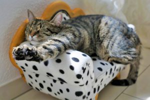 Cat relaxing in sofa-shaped cat bed.